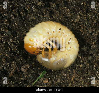 European cockchafer Melolontha melolontha larva grub on soil Stock Photo