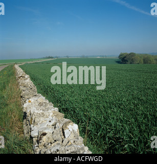 Looking along a Cotswold stone wall bordering a young wheat field in Oxfordshire Stock Photo