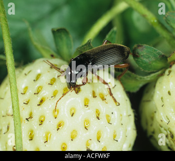 Strawberry seed beetle Harpalus rufipes beetle on strawberry fruit Stock  Photo - Alamy