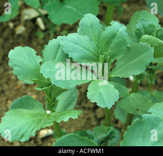 Pea Bean Weevil Sitona lineatus notching damage to bean leaves Stock Photo