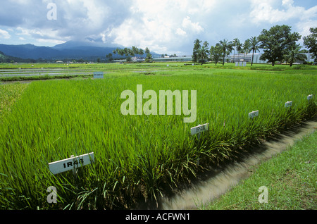 Rice demonstration plots at the International Rice Research Institute Philippines Stock Photo