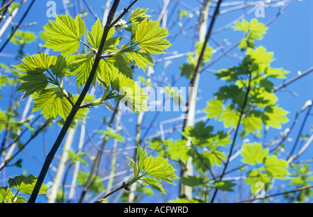 View from below of fresh young pale green leaves of Sycamore or Acer pseudoplatanus tree thrusting upwards into blue spring sky Stock Photo