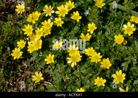 Lesser celandine (Ficaria verna) flowering in spring Stock Photo
