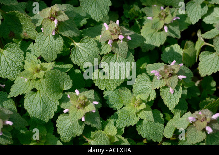 Red dead nettle Lamium purpureum flowering plants Stock Photo