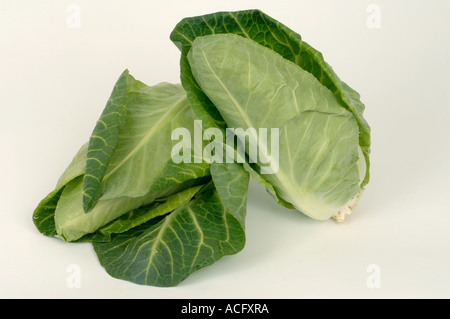 Vegetable produce typical supermarket bought pointed cabbages Stock Photo