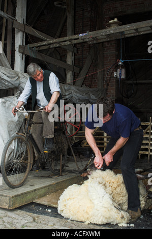 Sheep shearing using an old fashioned bicycle powered machine
