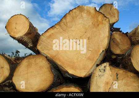Pine trunks stacked in a forest clearance Stock Photo