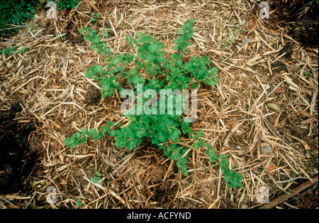 A young gooseberry bush Ribes uva crispa with wood chip mulch mixed with manure Stock Photo