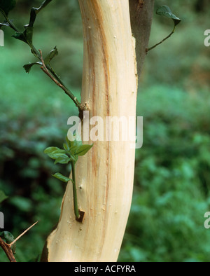 Mal secco Phoma tracheiphila browning of the vascular tissue in a lemon tree trunk Stock Photo