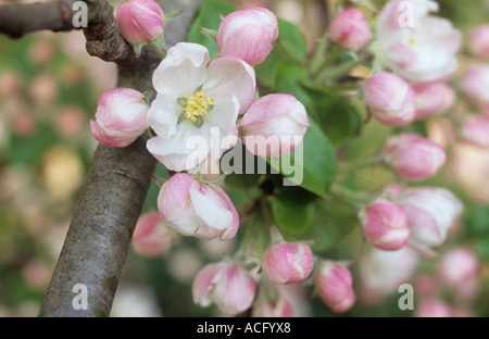 Close up of clusters of the early spring pink and white flowers with leaves of an Apple or Malus sylvestris domestica tree Stock Photo