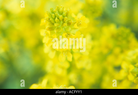 Close up of yellow spring flowerhead of Wintercress or Barbarea vulgaris with mass of yellow heads behind Stock Photo