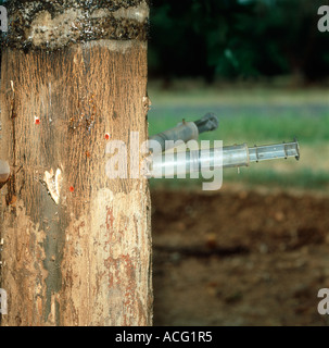 Syringes used to inject a fungicide into an orange tree to control root rot Phytophthora sp Stock Photo