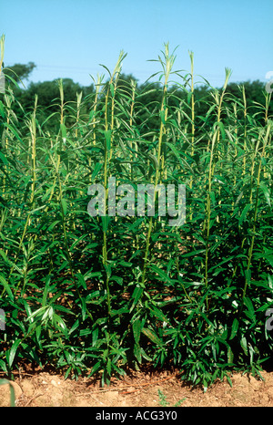Young willow withy growing for biomass renewable energy fuel Stock Photo