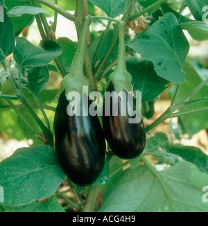 Aubergine fruit maturing in a glasshouse Stock Photo