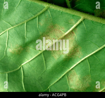 Blue mould Peronospora tabacina mycelium development on tobacco leaf underside Stock Photo