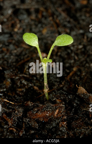 Creeping yellowcress Rorippa sylvestris seedling with cotyledons only Stock Photo
