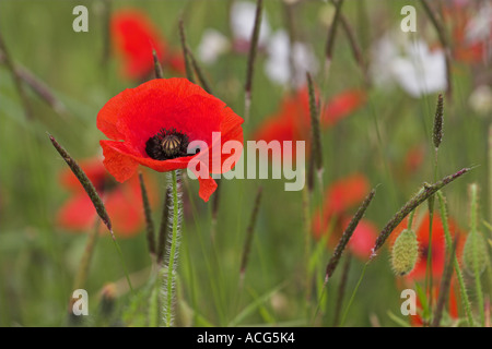 Bright red poppy flowers [Papaver rhoeas] growing as weeds on agricultural land, 'close up', England, UK Stock Photo