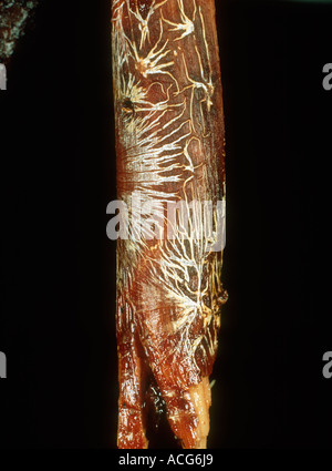Bark removed to show black root rot Rosellinia pepo star shaped rhizomorph type mycelium Stock Photo
