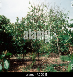 Cocoa bush weakened and defoliated by black root rot Rosellinia pepo Stock Photo