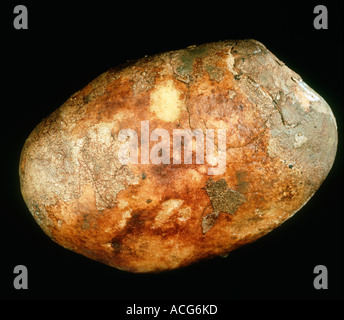 Violet root rot Helicobasidium purpureum storage rot on harvested ...