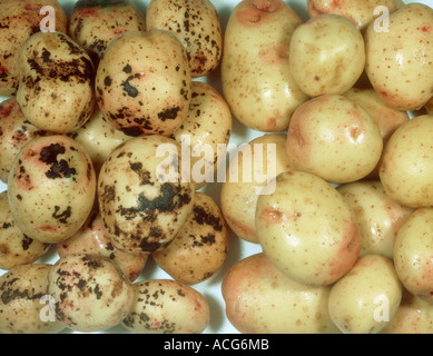 Black scurf Rhizoctonia solani diseased harvested potatoes compared to healthy Stock Photo