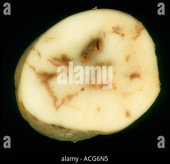 Spraing symptom of potato mop top virus (PMTV) in potato tuber section ...