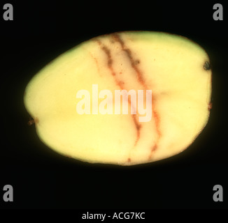 Spraing symptom of potato mop top virus PMTV in potato tuber section Stock Photo