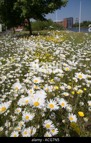 Wild Oxeye daisy Leucanthemum vulgare flowers in waste ground wildlife area near city centre Cardiff Wales UK Stock Photo