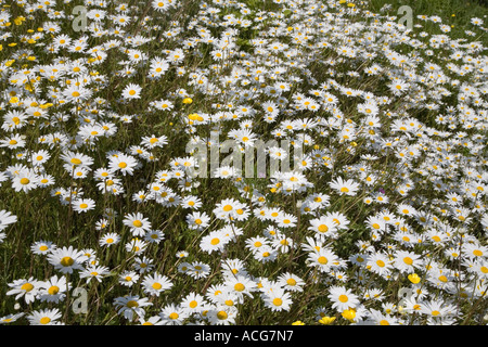 Wild Oxeye daisy Leucanthemum vulgare flowers in waste ground wildlife area near city centre Cardiff Wales UK Stock Photo