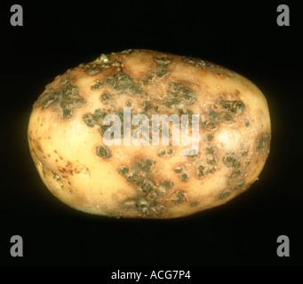 Powdery scab Spongospora subterranea lesions on potato tuber Stock Photo