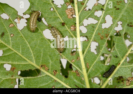 Viburnum beetle Pyrrhalta viburni larvae and damage to viburnum foliage Stock Photo