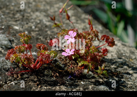 Herb robert Geranium robertianum stunted flowering plant growing on a stone wall Stock Photo