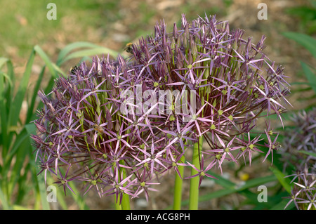 Round flower heads of Allium cristophii with star shaped florets Stock Photo