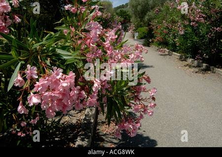 Pink double flowers of an oleander Nerium oleander in a Corsican garden Stock Photo