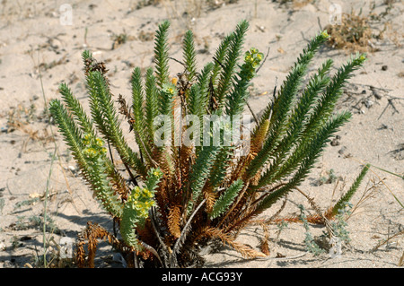 Flowering sea spurge Euphorbia paralias plants on a sandy beach Corsica Stock Photo