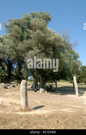 Olive trees on old stone walls in Ardeche Stock Photo - Alamy