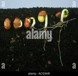 Stages of Germination Stock Photo - Alamy