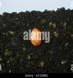 Bean seed germinating sequence seed Stock Photo