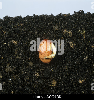 Bean seed germinating sequence 2 germinating seed Stock Photo