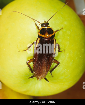 Australian cockroach Periplaneta australasiae on an apple Stock Photo