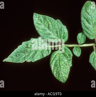 Manganese Mn deficiency symptom on tomato a tomato leaf Stock Photo