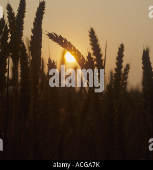 Late evening sun setting behind ripening wheat ears bathed in orange light on a warm summer's evening Stock Photo