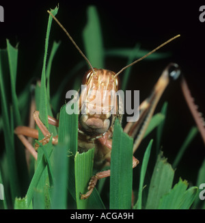 Desert locust Schistocerca gregaria head on through damaged wheat Stock Photo