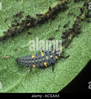 Seven spot ladybird (Coccinella septempunctata) feeding on black bean aphids Aphis fabae Stock Photo