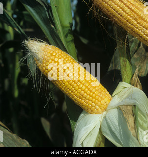 Exposed ripe corn on the corn cob Stock Photo - Alamy