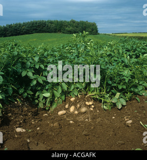 Mature potato crop with the tubers exposed on one plant Stock Photo