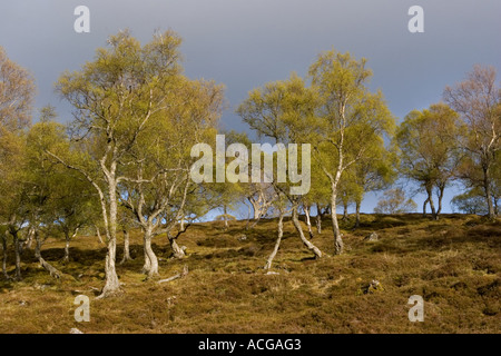 Morrone Birkwood  Scottish heather moors and Silver Birch trees Mar Estate, Braemar Aberdeenshire Scotland, UK Cairngorms National Park, UK Stock Photo