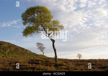 Morrone Birkwood  Scottish heather moors and Silver Birch trees Mar Estate, Braemar Aberdeenshire Scotland, Cairngorms National Park, UK Stock Photo