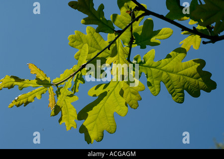 Young oak tree Quercus robur leaves backlit against against a blue spring sky Stock Photo