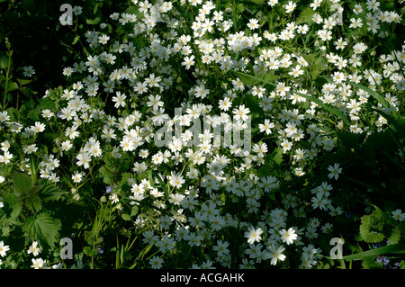 Greater stitchwort Stellaria holostea plants flowering in light woodland in Devon Stock Photo